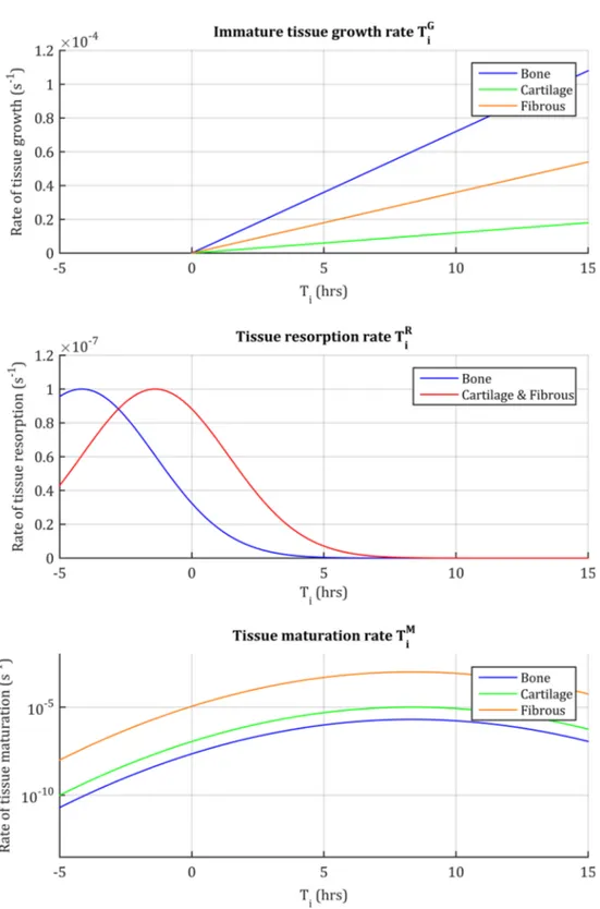 Fig. 6 Plots of the immature tissue growth rate T i G resorption rate T i R and maturation rate T i M 