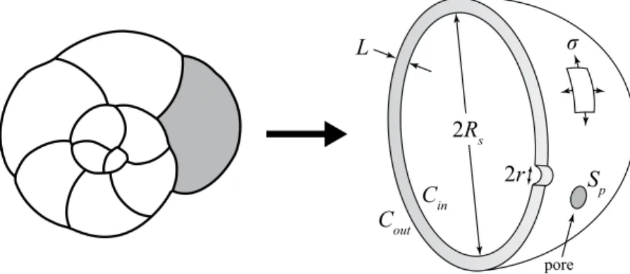 Figure 1.  On the left a sketch representing an Ammonia sp. specimen in spiral view with the last chamber  in grey