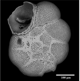 Figure 3 displays the empirical data obtained for the pore density N (number of pores per 562  µ m²) and mean  pore radius r (in  µ m) together with the allometric scaling