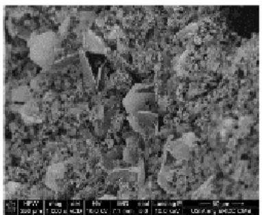 Figure 9: Typical microstructures observed on fracture surfaces at the ITZ between steel and concrete [27]