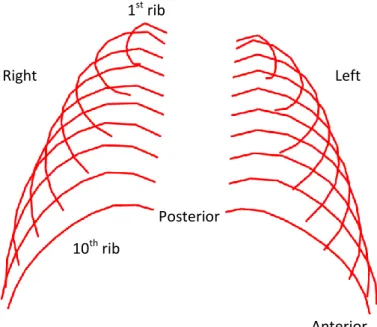 Figure 2: Calculated mid-lines rib cage (patient 10). 1st rib 10th rib  Anterior Posterior Right Left 