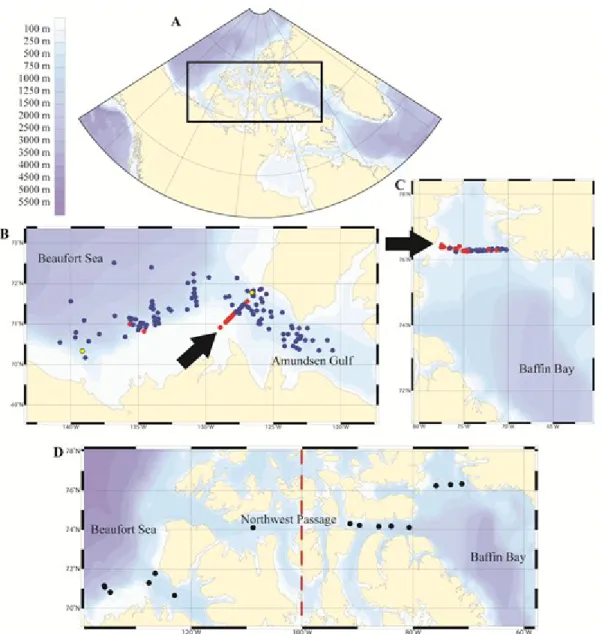 Figure 3. (A) Location of the study area in the Canadian Arctic. Stations of (B) the southeast Beaufort Sea  and Amundsen Gulf (BS)  and (C) northern  Baffin Bay (BB)  where  detailed vertical  profiles of  nutrients  (nitrate (NO 3 - ), silicic acid (Si(O