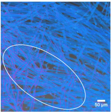 Fig. 17. A rendered l CT image which shows heterogeneous damage level at microscopic scale (the highlighted zone shows higher damage)
