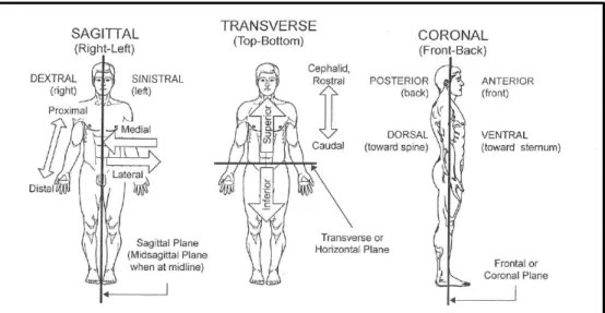 Figure 1.1: Overview of the anatomical orientations used throughout this  chapter. The original image can be found in (Gelfand, 2010) 