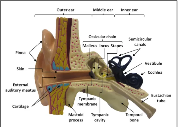 Figure 1.2: Cross sectional schematic view of the human outer, middle   and inner ear  