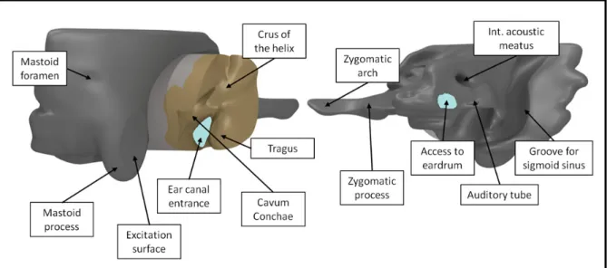 Figure 2.1: Final external ear geometry as obtained after 3D reconstruction using images  of a human cadaver head (The Visible Human Project®)