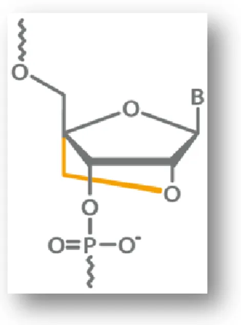 Figure 2. Structure d'un LNA. (33) 