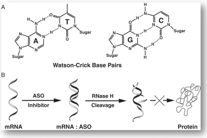 Figure 5. Mécanisme d'action antisens via la RNase (29). 