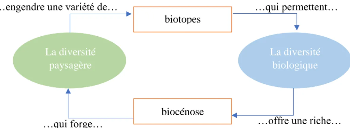 Figure 2: Schéma résumant les interactions entre biodiversité et paysage (réalisation personnelle)