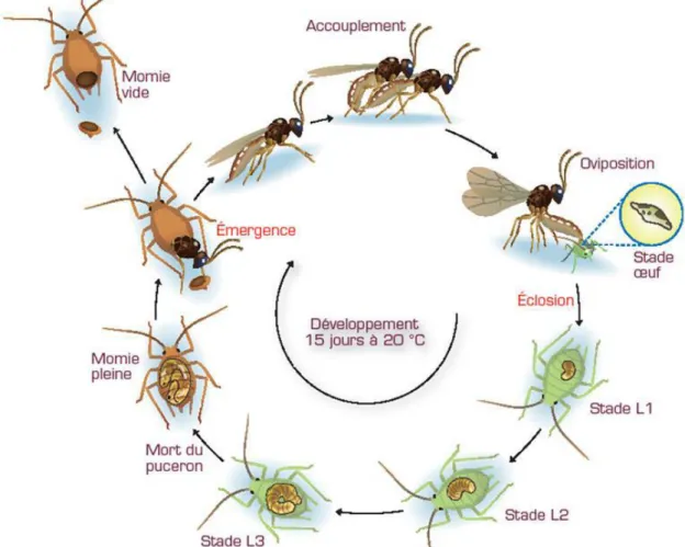 Figure 6 : cycle biologique des parasitoïdes Aphidiinae (CHAUBET, 2011) 