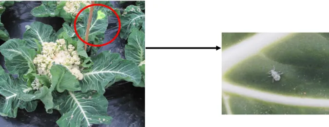 Figure 10 : photo d'un chou-fleur le jour du dépôt des pucerons. Le cercle rouge met en évidence la  feuille de dépôt repérée au marquage et le puceron est agrandi à droite (OBS, 2018) 