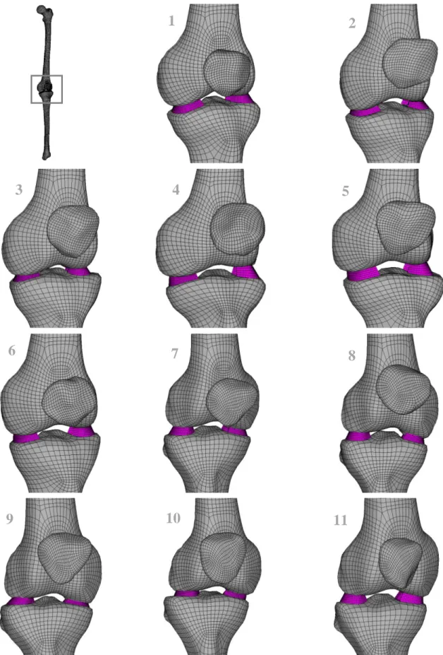 Figure 5: Global mesh of knee joint for all the 11 specimens. For clarity only the distal epiphysis of femur  and proximal epiphysis of tibia is shown