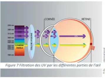Figure 7 Filtration des UV par les différentes parties de l’œil 