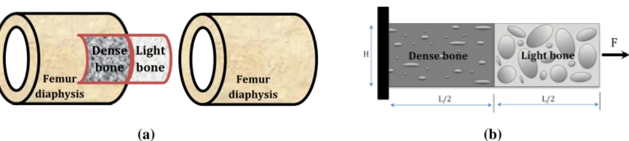 Fig. 1 Model definition—a extraction from real bone conditions, and b definition of the model geometry and boundary conditions Table 1 Theoretical model-dependent parameters