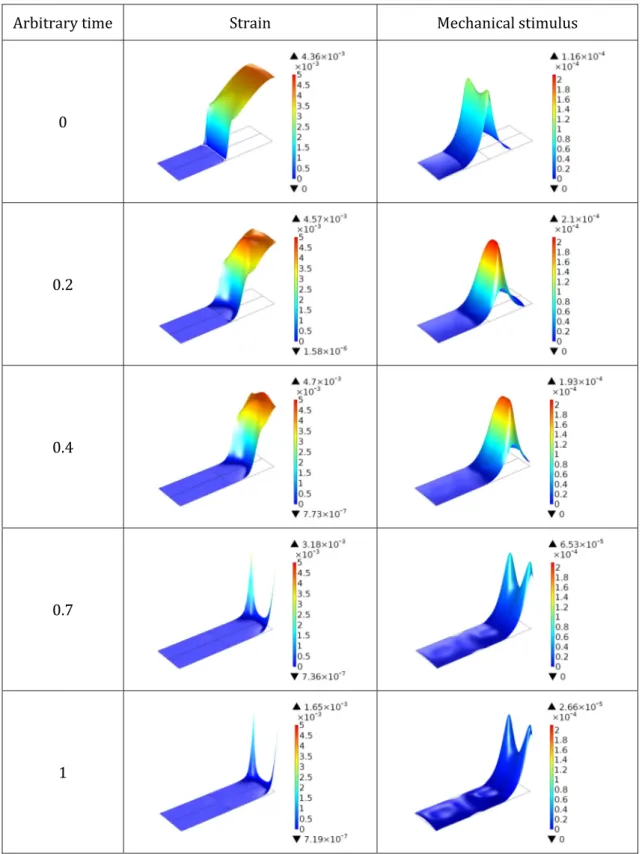 Fig. 2 Evolution of the strain distribution and associated mechanical stimulus over time