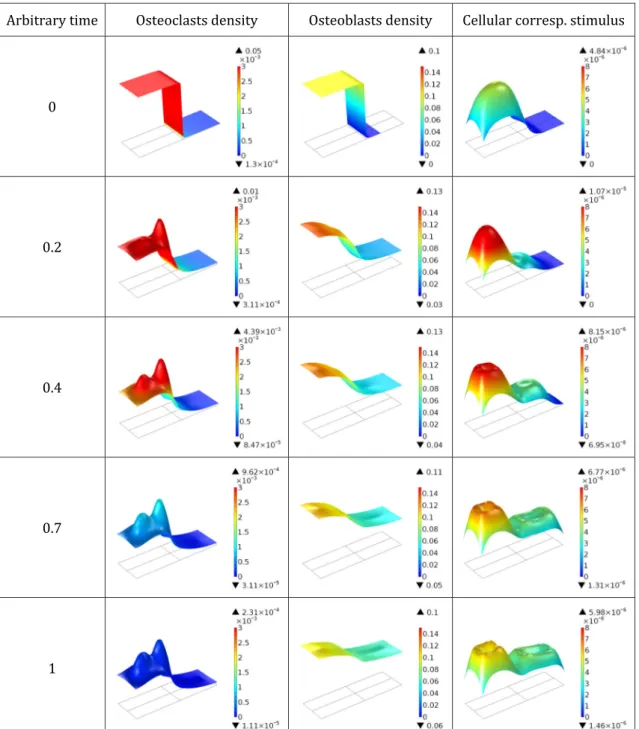 Fig. 3 Evolution of the osteoclasts and osteoblasts concentration, and associated cellular stimulus over time