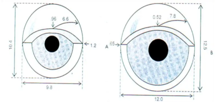 Figure : Développement de la cornée, à gauche cornée chez le nouveau-né, à droite cornée  chez l’adulte