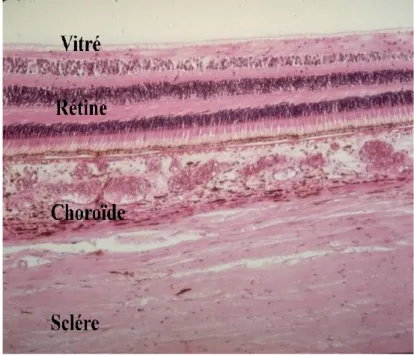 Figure 1 : Anatomie du globe oculaire  Figure  2 :  Coupe  histologique  des  tuniques  oculaires 