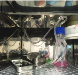 Figure 13. Human umbilical vein endothelial cells culture with  high flow rate perfusion.