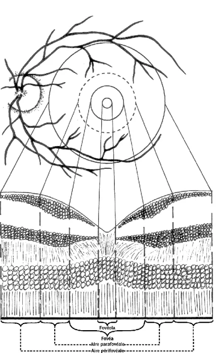 Figure 1 Architecture des différentes zones de la rétine avec leur histologie 