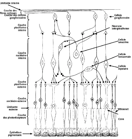 Figure 2 Cellules rétiniennes et leurs synapses avec description des 10 couches de la rétine 