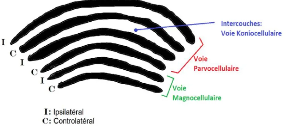 Figure 10 Organisation spatiale du corps géniculé latéral 