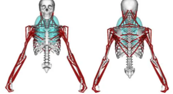 Table  2:  Musculotendon  set  for  the  4  models  used  in  this  study.  Lines  of  action are  extracted  from  [14] and [26], or  placed anatomically [27].