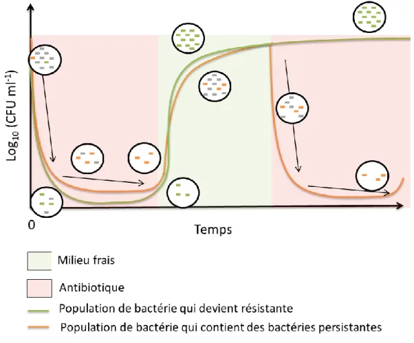 Figure 1 : Courbe de croissance lors d’un choc antibiotique 