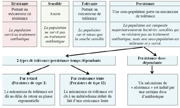 Tableau  I  :  Les  différents  profils  de  réponse  d'une  population  bactérienne  à  une  antibiothérapie : Résistance, Sensibilité, Tolérance et Persistance 