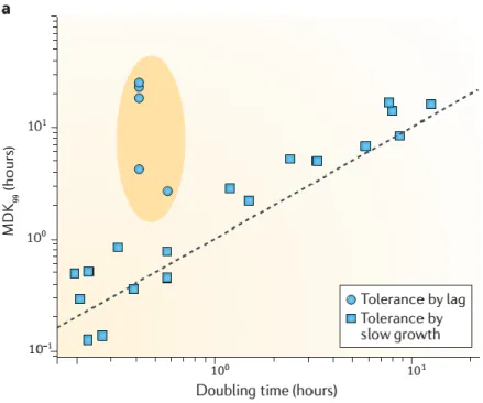 Figure  3  :  La  tolérance  chez  les  bactéries  en  croissance  lente  et  chez  les  bactéries  en  phase de retard