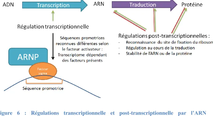 Figure  6  :  Régulations  transcriptionnelle  et  post-transcriptionnelle  par  l’ARN  polymérase et son facteur σ activateur d’une séquence promotrice