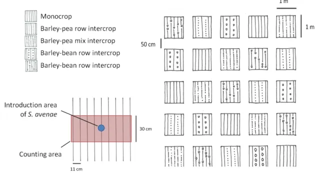 Figure 4: Experimental design of the plots in the field, with on the bttom left a zoom of one plot to see  area of aphid introduction and counting method
