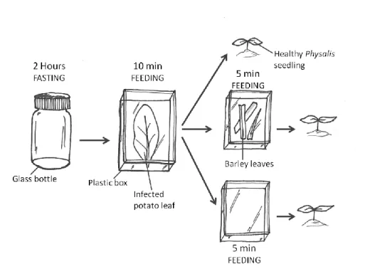 Figure 9: Experimental design of Experiment 1. Times refer to the period for which aphids stayed in  the compartment