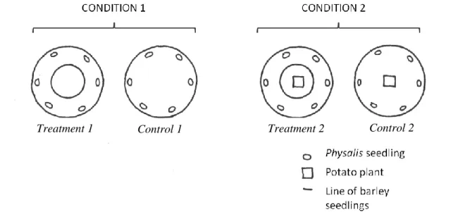 Figure 12: Pot design during the experiment. 