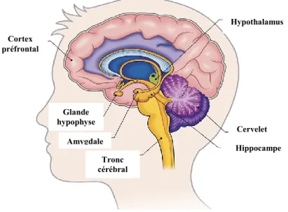 Figure 5. Localisation de l’amygdale, de l’hippocampe et du cortex préfrontal dans le  système limbique