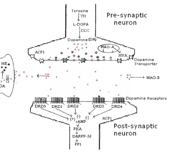 Figure  1  Diagram of dopamine metabolism and transmission. 