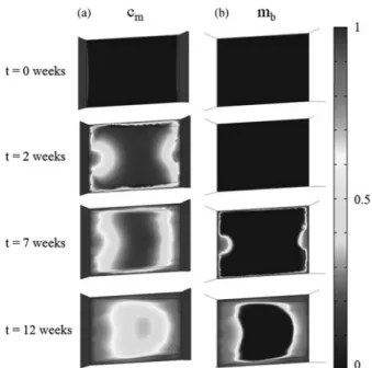 Figure 5. (a) Histological examination of the scaffold: stained middle section with modified Masson – Goldner’s trichrome dye (mineralized bone in blue and fibrous tissues in purple)