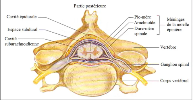 Figure 1.8 Coupe transverse d’un segment de moelle épinière dans une vertèbre  Adaptée de Marieb (2005) 