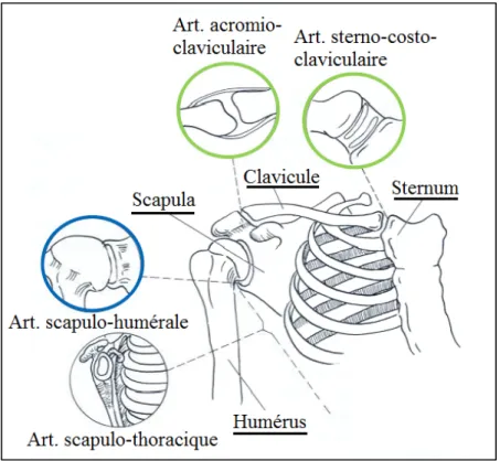 Figure 1.9 Structures osseuses et articulations de l’épaule  Adaptée de Nordin et Frankel (2001) 