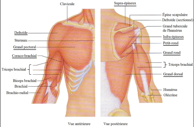 Figure 1.10 Muscles de l’épaule  Adaptée de Marieb (2005) 