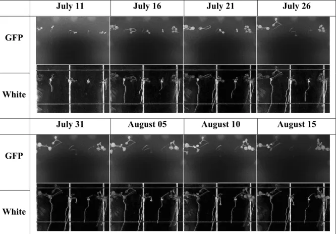 Figure 1.11 Automated 2010 fall operations run showing captured TIS-III and remotely  downloaded plants expressing GFP and regular white light images
