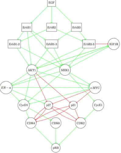 Figure 10. The interaction graph for ErbB-mediated G1/S cell cycle transition. Here, elements directly related to the ErbB signaling portion of the network are represented by boxes, while the elements related to kinase activity are represented by circles