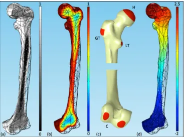 Figure 1. Sagittal sections of the femur showing the gray level (a) and the concentrations of u 3 (b) and u 10 (d), and boundary  con-ditions for the diffusion problem providing the unit longitudinal vector ∇ u 10 (c).