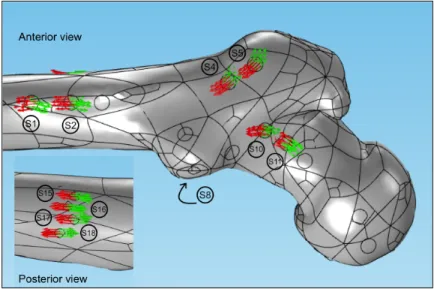 Figure 3. Comparison between the numerical longitudinal vector i 1 (red arrows) and the measured vector P 1 (green arrows) for specimens S 1 , S 2 , S 4 , S 5 , S 10 , and S 11 on the anterior region of the femur and of S 15 to S 18 on the posterior region