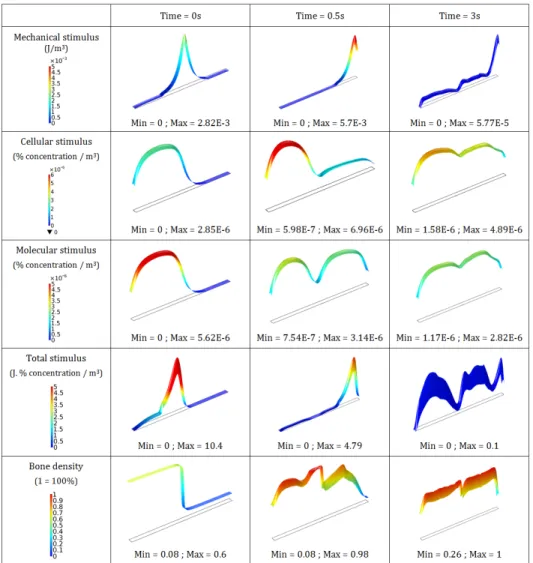 Figure 3. Time evolution of each stimulus (mechanical, cellular and molecular), the total stimulus and the bone density.
