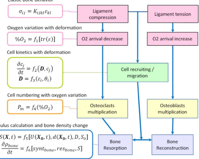 Fig. 2. Schematic of the 2D model used to obtain the cells and molecular mi- mi-gration kinetics.