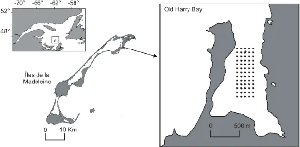 Figure  2.1.  Location  of  the  study  area,  îles  de  la  Madeleine,  eastern  Canada,  and  spatial  arrangement of the 65 recruitment blocks (black circles) spaced by 60 m in Old Harry Bay