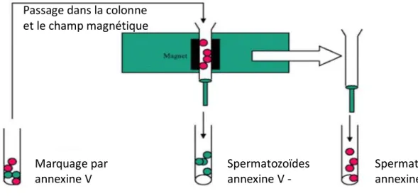 Figure  2  :  Schéma  du  tri  cellulaire  par  MACS  en  utilisant  des  microbilles  marquées  à  l’annexine  V  (d’après  Dermatol  Br