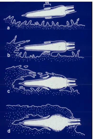 Figure 5 : Schéma de la fusion membranaire des gamètes (Yanagimachi, 1978). Le  spermatozoïde se retrouve dans l’espace périvitellin (a), il va y avoir adhésion par le  segment équatorial (b), début de la fusion au niveau de la région post-acrosomique  (c)