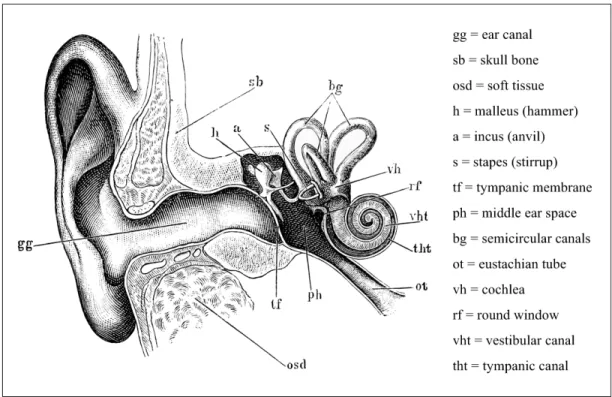 Figure 1.3 A diagrammatic view of the outer, middle and inner ear. [From &#34;Tidens naturlære&#34;, Poul la Cour]